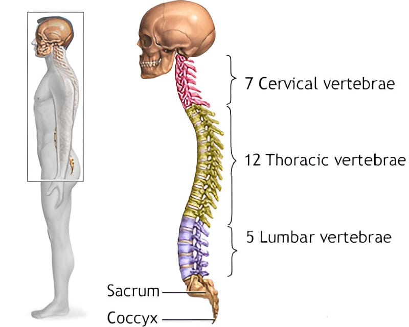 Diagram showing osteoarthritis, rheumatoid arthritis, and ankylosing spondylitis in the spine.